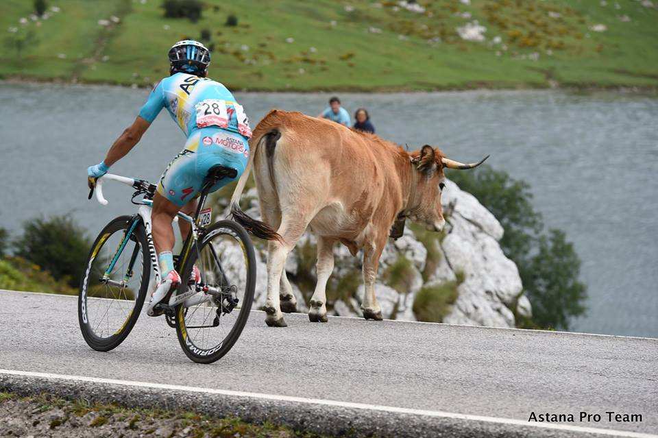 Vaca y ciclista Lagos de Covadonga